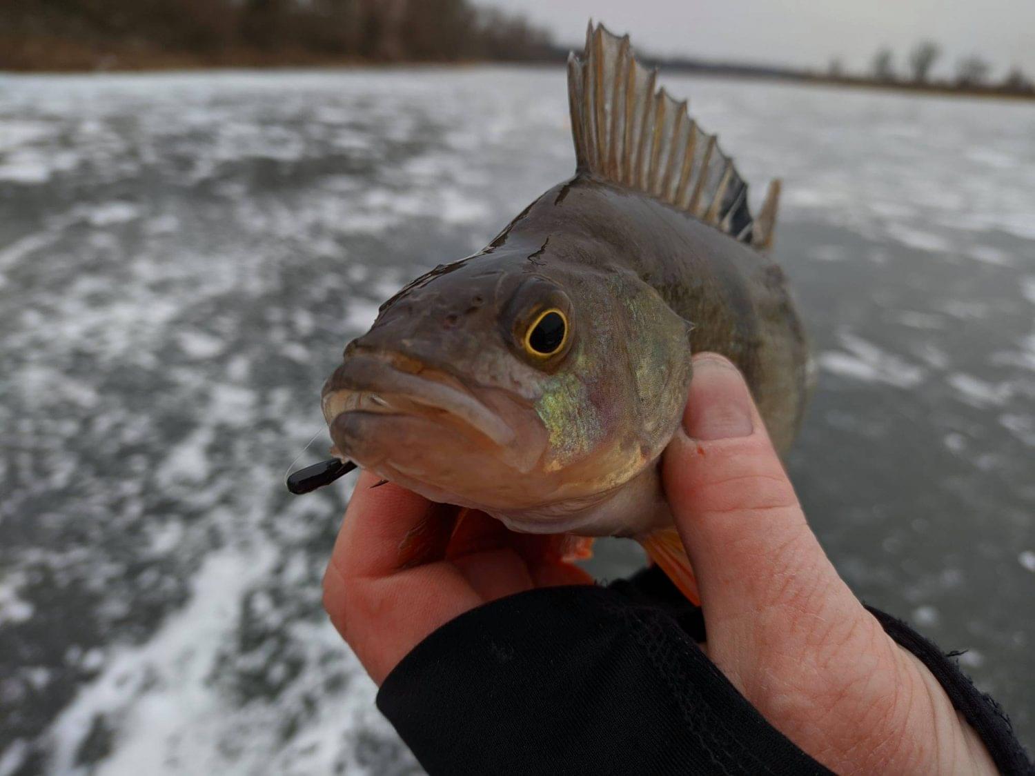Чертики свинцовые. Безмотыльные мормышки