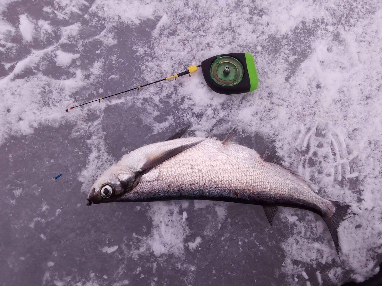 чехонь на черт с подвесным тройником