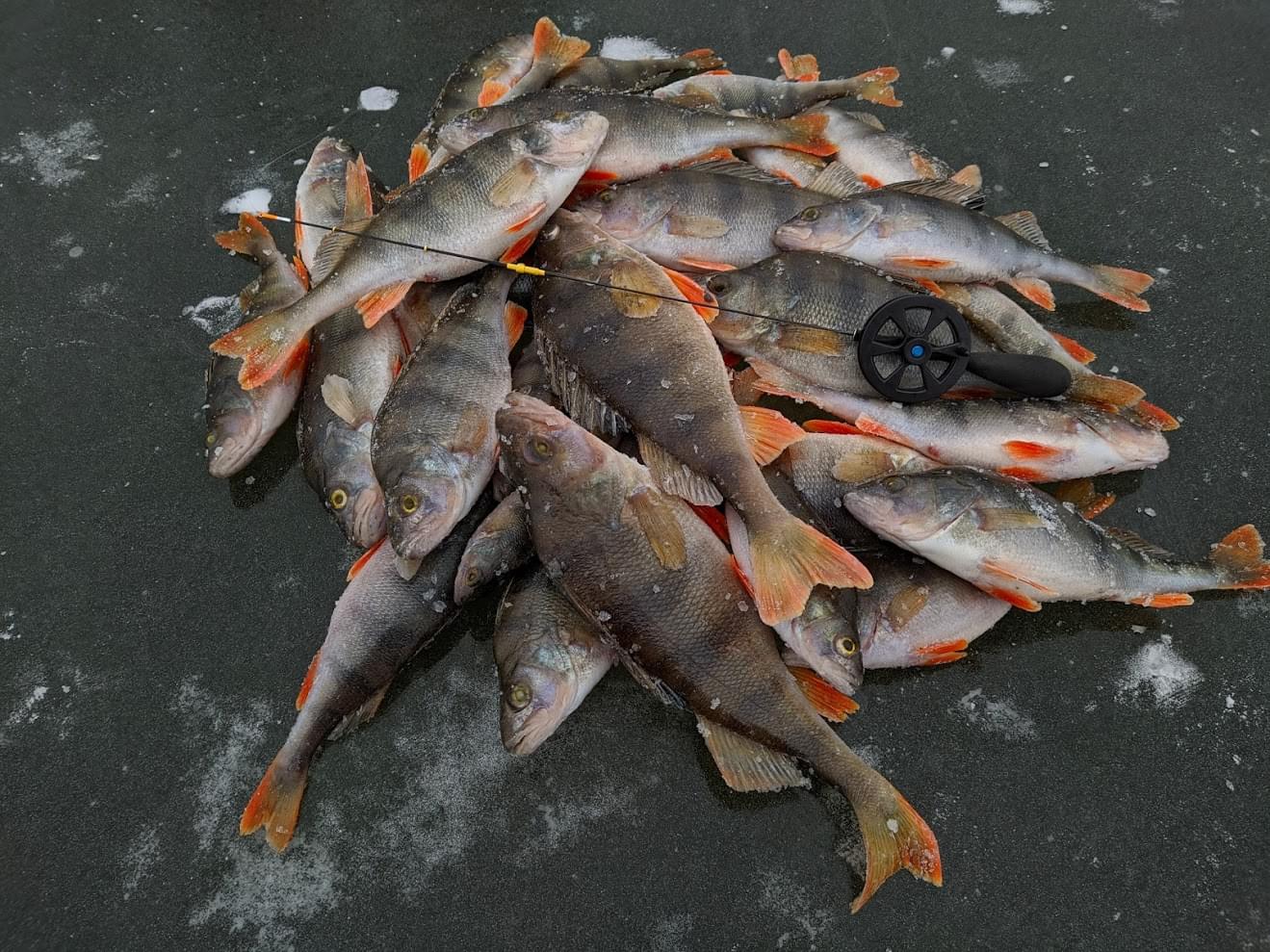 Зимняя Удочка Безмотылка Стилет