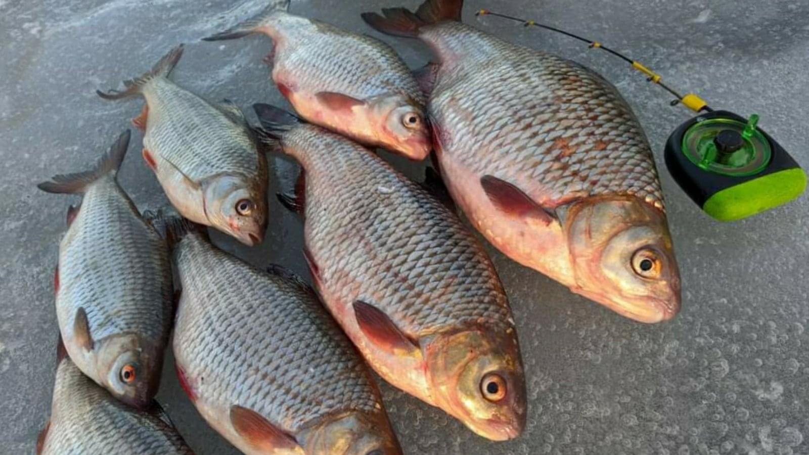 как ловить на гирлянду